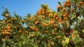Hotel zu verkaufen in Casco antiguo, Marbella City