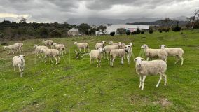 Villa for sale in Guadalmansa, Estepona East