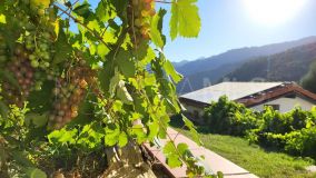 Finca zu verkaufen in Genalguacil