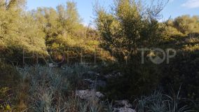 For sale Pina plot