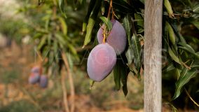 Plot for sale in Mijas