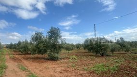 Plot for sale in Mollina