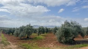 Plot for sale in Mollina