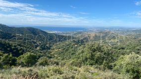 Rustic plot for sale in the area of Los Reales with the possibility of building a house.