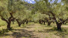 Finca rústica con cultivo de almendros y olivos junto al Pou Clar, Ontinyent, Valencia