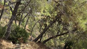 Plot for sale in Benahavis Centro