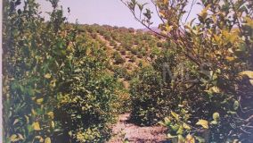 Plot for sale in Alora