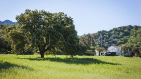 Ferme for sale in Gaucin