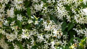 For sale 3 bedrooms town house in La Finca