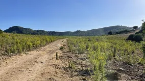 Castellar de la Frontera finca for sale