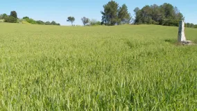 Santa Margalida plot for sale