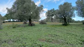 Parcela a la venta en Barbate Pueblo