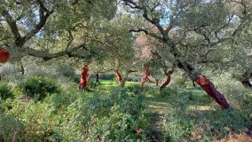 Parcela a la venta en Barbate Pueblo