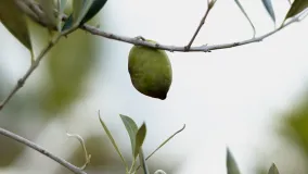 3 bedrooms ground floor apartment for sale in Senda Chica