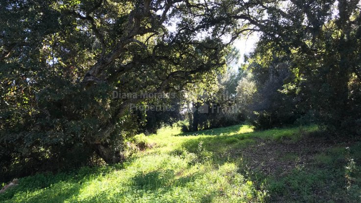 Plot for sale with project and licence in Sotogrande - Plot for sale in Almenara Golf, Sotogrande