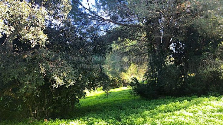 Plot for sale with project and licence in Sotogrande - Plot for sale in Almenara Golf, Sotogrande