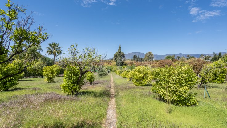 Finca con dos villas independientes y huerto de naranjos en la zona de Estepona - Villa en venta en Sotoserena, Estepona