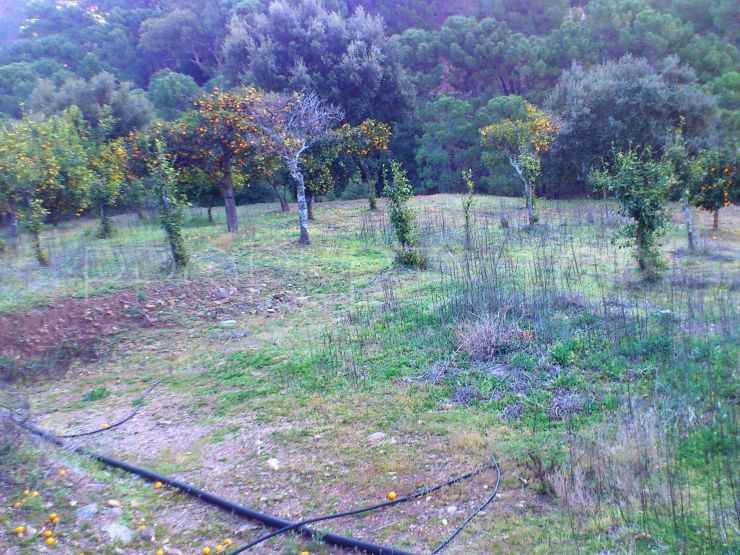 Plot for sale in Jubrique | DeLuxEstates