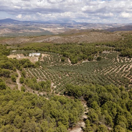 Aerial view of El Cura farm in Andalusia, Spain. The farm is surrounded by lush green olive groves and a beautiful natural landscape."