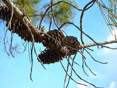 Parcela en venta en Monte Mayor, Benahavis