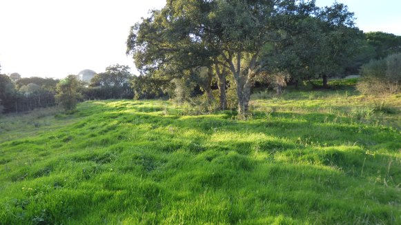 Exceptionnel terrain en première ligne de golf à Altos de Valderrama, Sotogrande