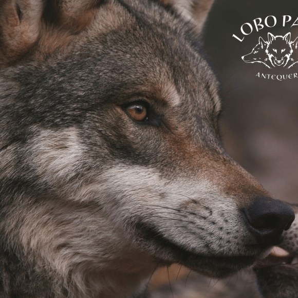 Lobo Park Antequera, peninsula de Málaga