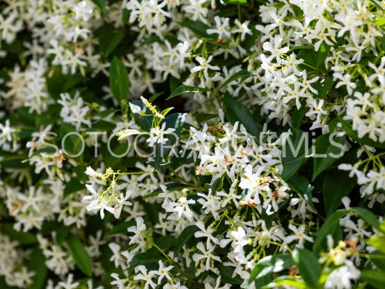 For sale La Finca town house with 3 bedrooms | Ondomus