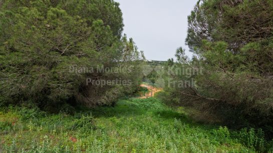 Terrain à vendre à Sotogrande