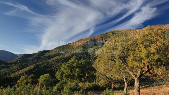 Plot for sale in La Zagaleta, Benahavis