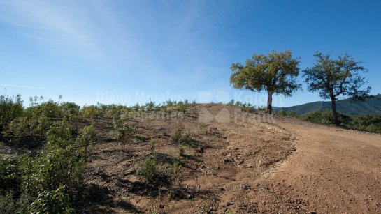 Plot for sale in La Zagaleta, Benahavis