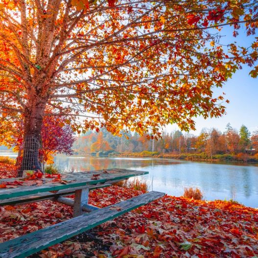 Autumn tree in Marbella