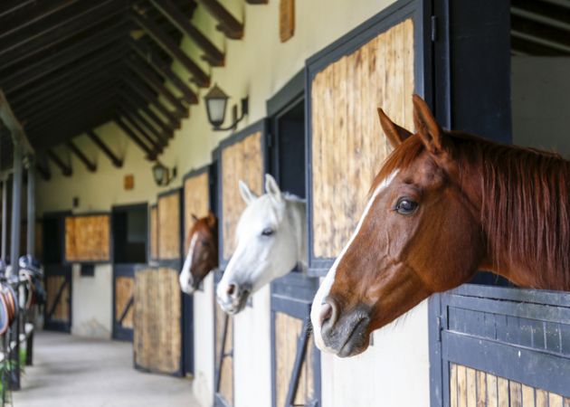Equestrian Guide to Marbella and the Costa del Sol