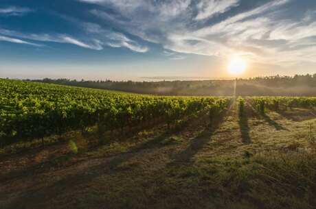 Vineyard 2