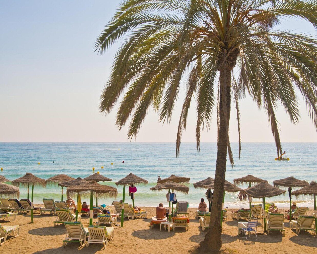 San Pedro Playa Guide: Palm tree and sunbeds on San Pedro Playa beach with Mediterranean Sea views in Marbella