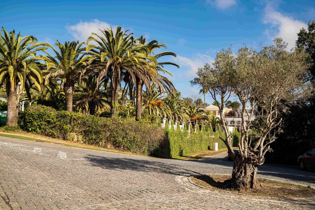 Mediterranean landscape in Sotogrande with palm trees, olive tree, and natural greenery reflecting eco-luxury living.