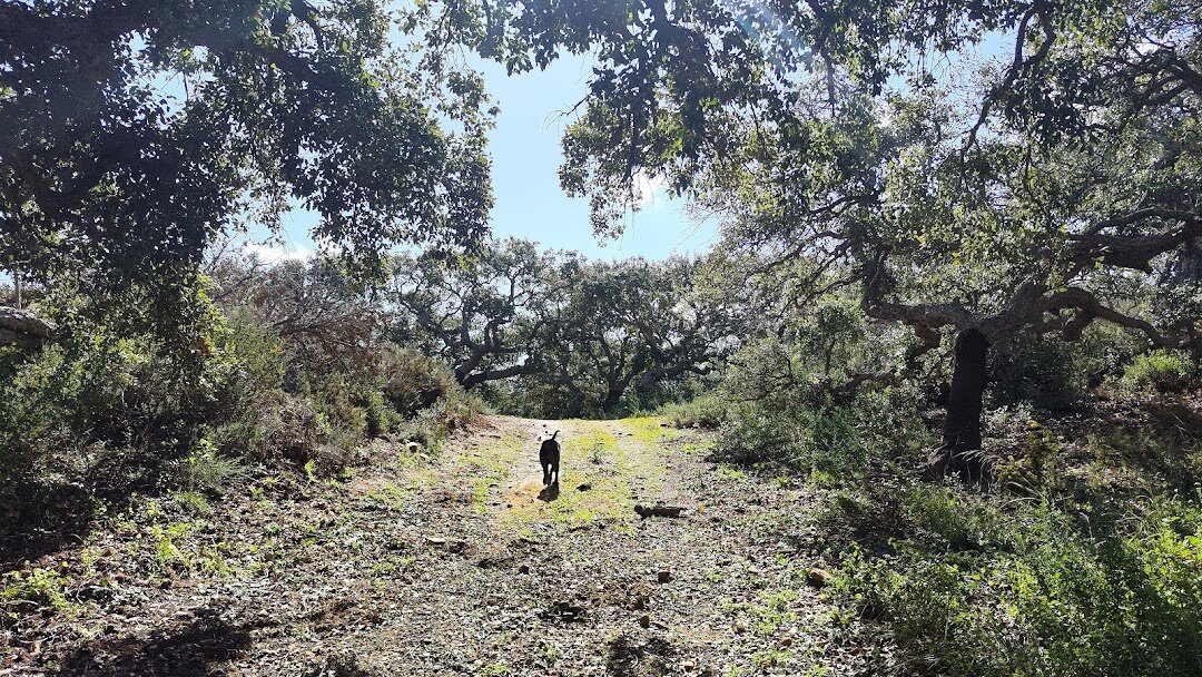 Quiet Sotogrande street with cork oak trees arching over elegant villas.