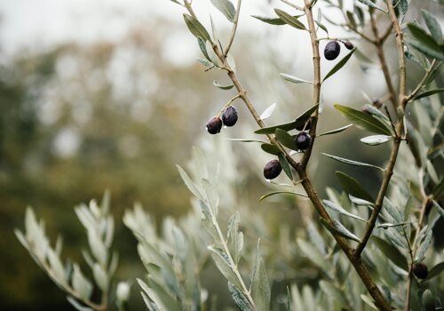 Olive tree and leaves