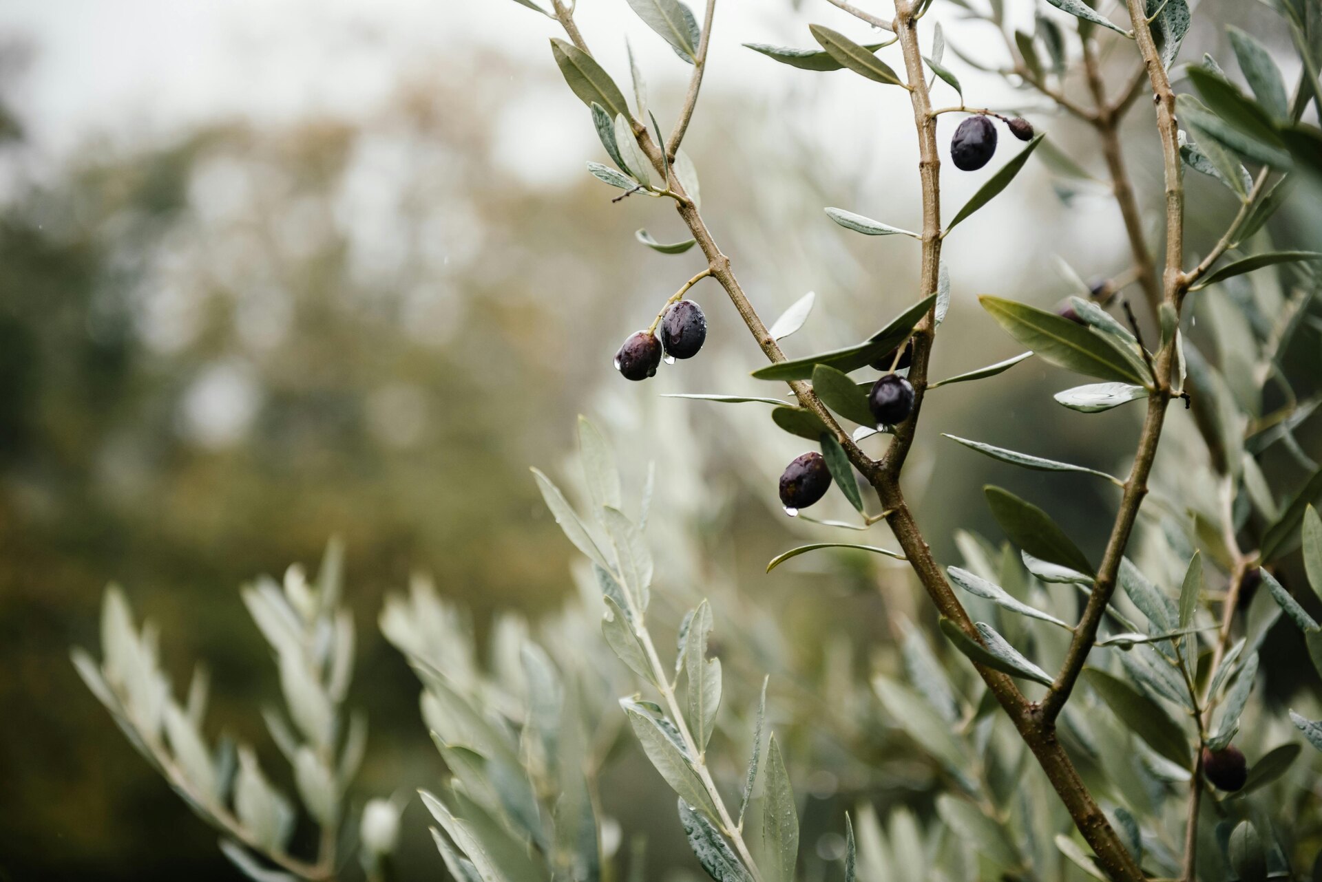 Olive tree and leaves