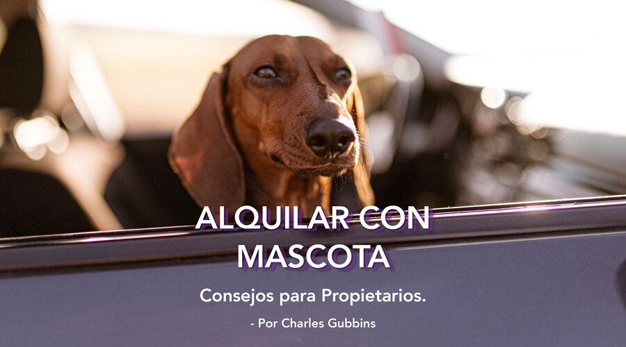 Permitir mascotas en su propiedad de Sotogrande: Consejos para PROPIETARIOS.