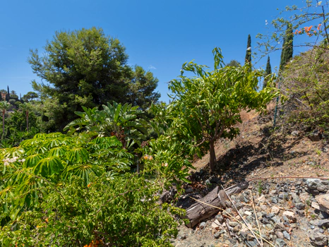 Exceptional César de Leyva villa on a rare, fully flat 3,000m² plot. Completely renovated, with sea views, total privacy, mature organic gardens, saltwater pool, 5 bedrooms, guest apartment, cinema room and extensive parking.