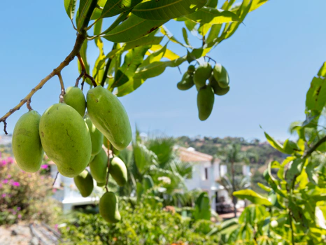 Exceptional César de Leyva villa on a rare, fully flat 3,000m² plot. Completely renovated, with sea views, total privacy, mature organic gardens, saltwater pool, 5 bedrooms, guest apartment, cinema room and extensive parking.