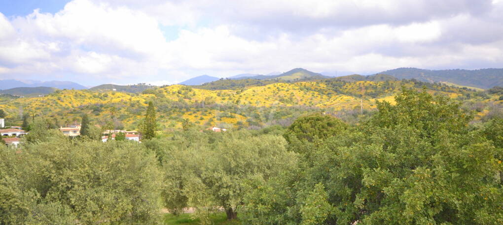 Villa with Large Plot in El Rosario