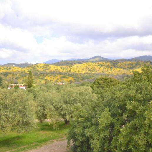 Charmig Country-Style Villa med stor tomt och olivlund