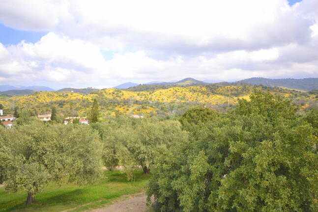 Charmig Country-Style Villa med stor tomt och olivlund