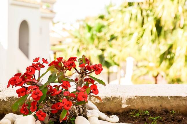 Duplex Penthouse Front Line Golf in Guadalmina Baja Available for Long Term