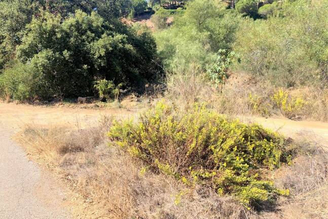 Grundstück in ruhiger Lage in Elviria