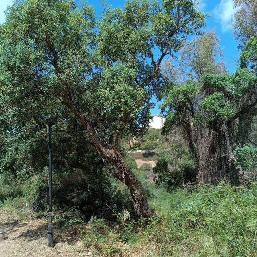 Plot in Elviria: Ideal Investment Opportunity