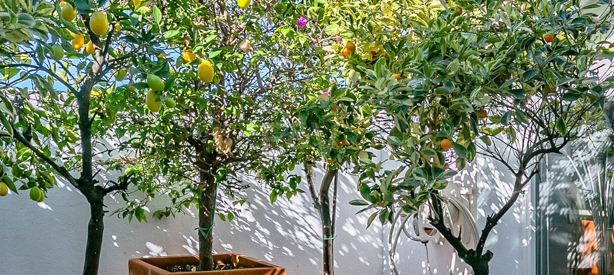 Lägenhet till salu i Nueva Andalucia, Marbella