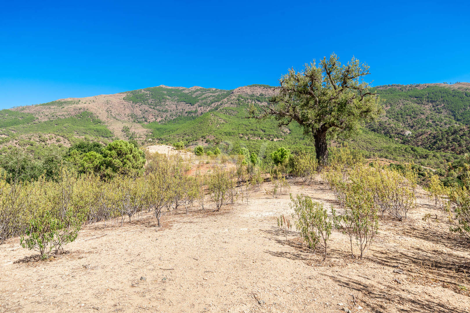 Prime Building Plot in La Zagaleta with Panoramic Views