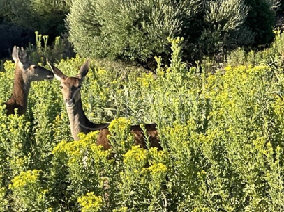 Finca Castellar – Med privat strand- och sjöaccess nära Castellar de la Frontera
